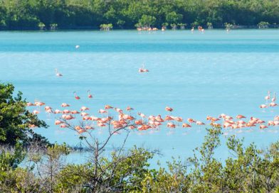 cover-flamingos-at-north-caicos