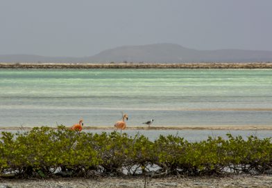 Bonaire_Flamingos_im_Pekelmeer