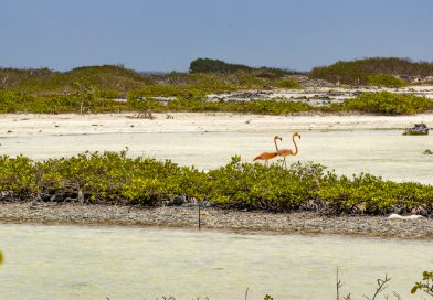Bonaire_Pekelmeer_2_Flamingosjpg