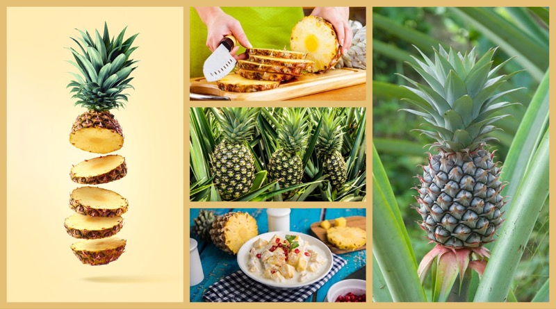 Ananas – ein köstlicher, tropischer Schub für Ihr Wohlbefinden