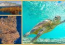 Curaçao – Sargassum wird zum Problem für Schildkröten