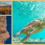 Curaçao – Sargassum wird zum Problem für Schildkröten