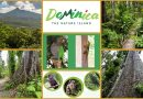 Naturinsel Dominica – Soufriere Sulphur Springs