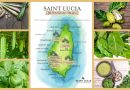 St. Lucia – auf den Spuren der Heilpflanzen der Insel
