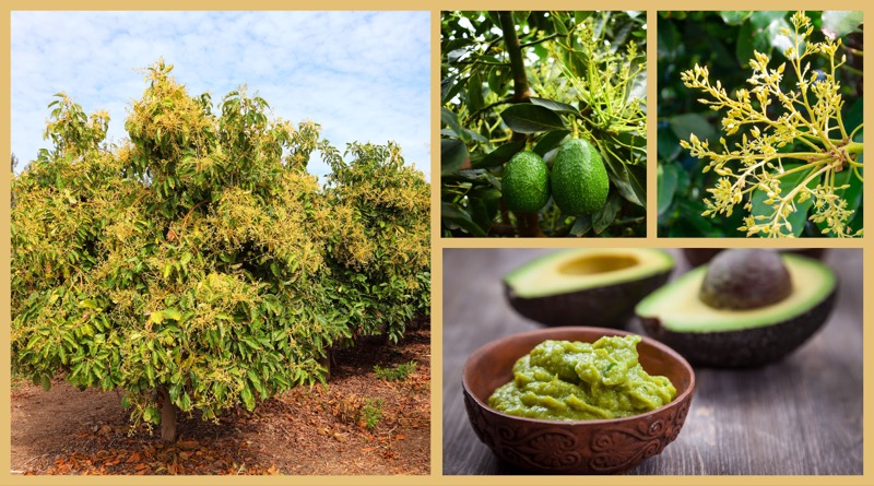 Pflanzenwelt Karibik – die Avocado, lecker, vielseitig und mega gesund
