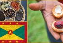Grenada – Wiederbepflanzungs-Programm für Gewürze gestartet