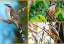 Tierwelt Karibik – der Mangroven Kuckuck