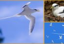 Tierwelt Karibik – der Weißschwanz-Tropikvogel