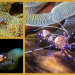 Meereswelt Karibik – die karibische Anemonen-Garnele