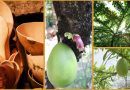 Pflanzenwelt Karibik – Kalebassenbaum oder Calabash