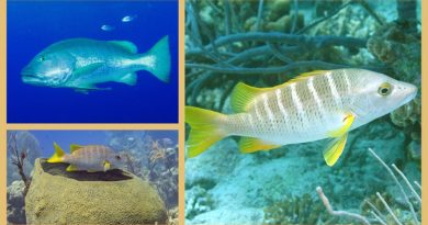 Meereswelt Karibik – der Korallenschnapper