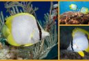Meereswelt Karibik – der Flossenfleck Falterfisch
