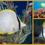 Meereswelt Karibik – der Flossenfleck Falterfisch