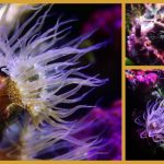 Meereswelt Karibik – die Karibische Glasrose (Pale Anemone)