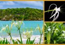 Pflanzenwelt Karibik – die karibische Spinnenlilie oder Schönlilie