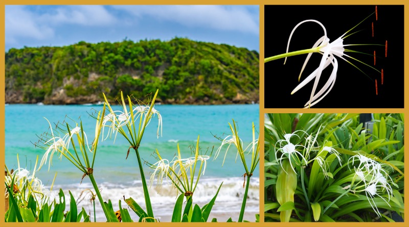 Pflanzenwelt Karibik – die karibische Spinnenlilie oder Schönlilie