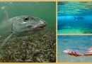 Meereswelt Karibik – der Knochenfisch oder Bonefish